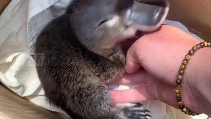 Platipus: Lucu dan Aneh