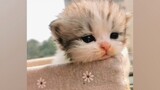 Only cats can be cuter than cats! Mortality rate 100% (must watch for machos)