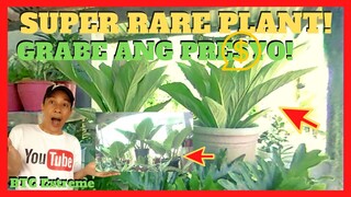 SUPER RARE PLANT | House Plants With Names and Prices | Fajardo's Garden