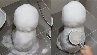 Chú chó Bichon tắm xong trông giống hệt một người tuyết haha [Bichon TotoTube siêu dễ thương] [Mang 