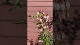 Blueberries in bloom. #nature #outside #bloom #plants #blueberry erries