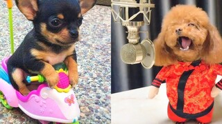 Baby Dogs - การรวบรวมวิดีโอสุนัขน่ารักและตลก #9 | Aww สัตว์