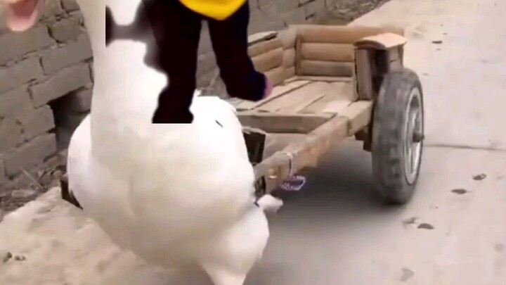 duck