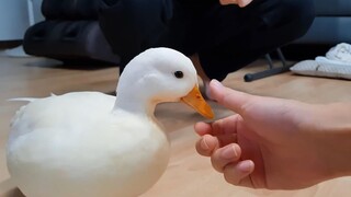 Bebek di rumah netizen Korea ini sangat lembut dan patuh pada tuannya, tapi sangat garang terhadap a