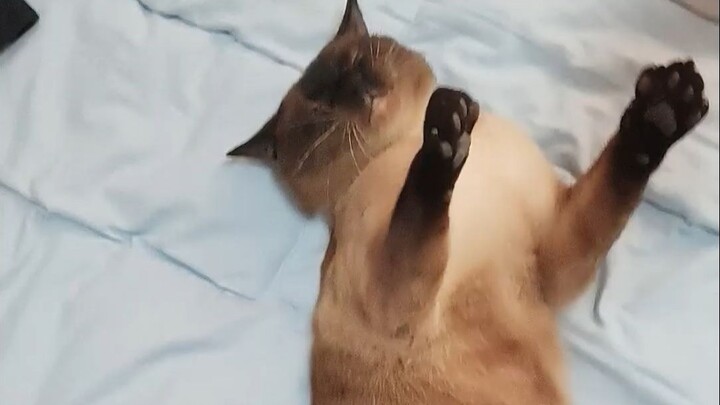 Hidetaka Miyazaki’s cat today