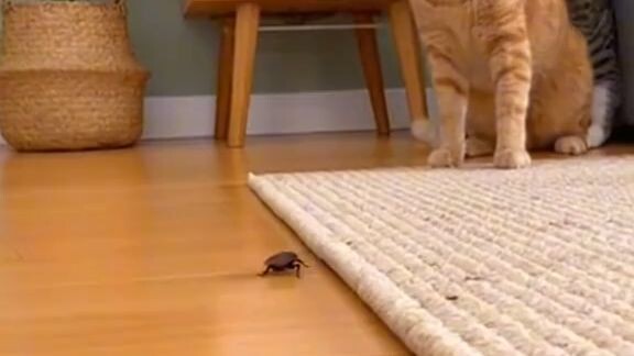 แมวกลัวแมลงสาป