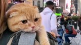 人不如猫系列，主人带猫猫cosplay环游世界