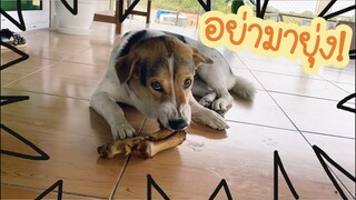 โลกของแสนดี ตอน จะกัดให้เนื้อขาด