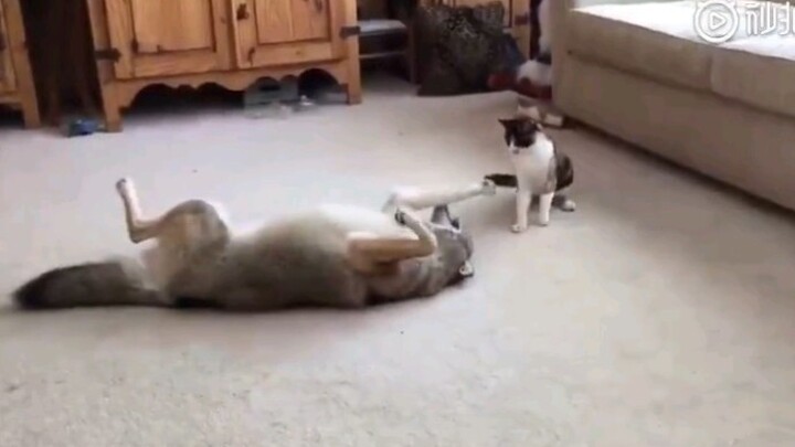 你是不是忘记了自己是头狼