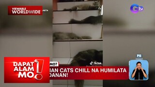 14 Persian cats, chill na humilata sa hagdanan! | Dapat Alam Mo!