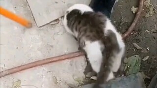 Kucing: Sekelompok orang berjuang lama tetapi gagal menangkap tikus, biarkan para profesional yang m