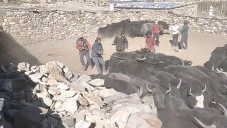 Yak Medicine Time
