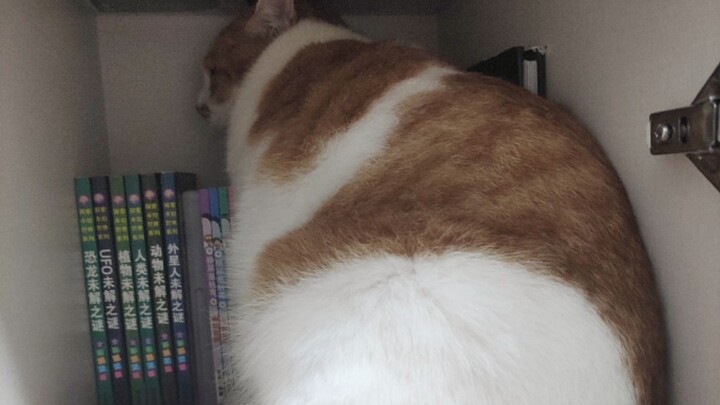 Kỷ niệm một lần đánh mèo