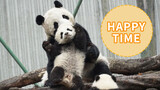[Panda Dabaitu] Ibu Panda Baru Menyusui Anaknya, Keluarga Bahagia