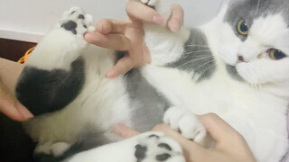 小n的到来，今夜无猫入眠