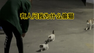 Stealing cats is either zero times or countless times—I love them and I always will.