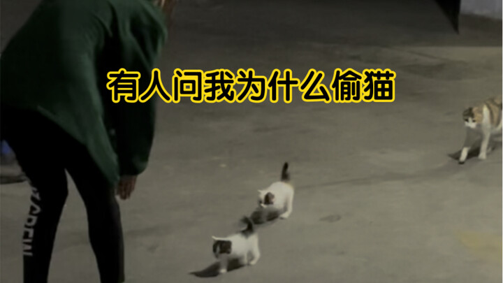 偷猫只有0次和无数次 i love them and I will always do