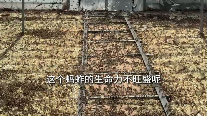 A young man from Texas raises locusts in greenhouses, yielding 5,000 pounds per year per shed and fe