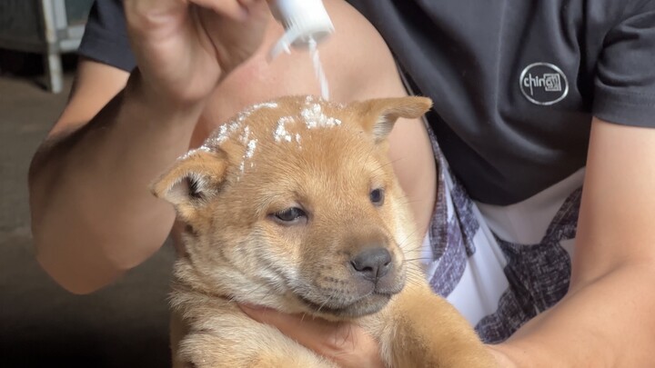 Chó bị nhiều bọ chét, mua một chai bột diệt côn trùng giá một nhân dân tệ xịt toàn thân, bọ chét rụn