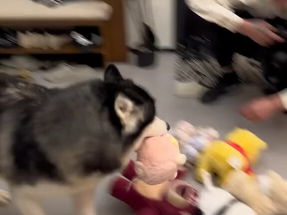 A puppy who grew up surrounded by love