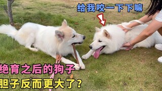 หลังทำหมันแล้ว ถั่วงอกมีความกล้ามากขึ้น กล้าคว้าของเล่นจากหัวไชเท้าไปฆ่าสุนัขตัวอื่น