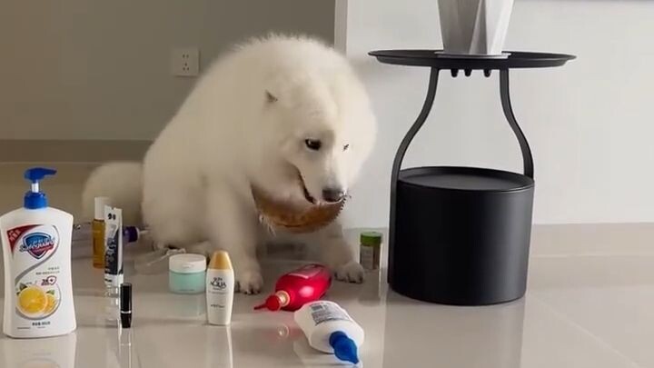 The Samoyed carefully knocked over many things.
