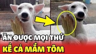 Chú Chó có KHẢ NĂNG ăn được mọi thứ kể cả "CỦ RIỀNG và MẮM TÔM" 😂 | Yêu Lu