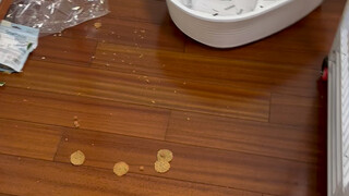 الراكون يخرب المنزل