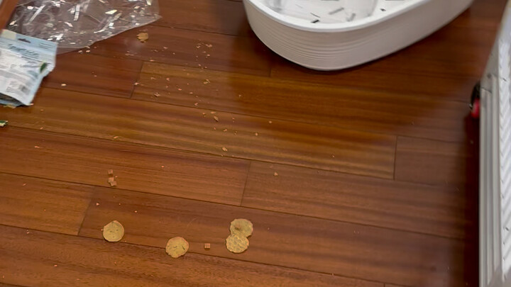 Raccoon Destroys the House