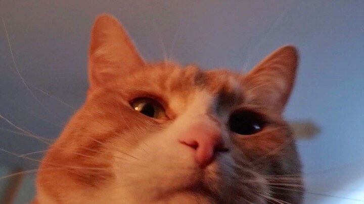 Mèo nhà tôi chê tôi béo, bắt tôi ăn chay luôn! Thế là…