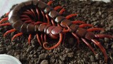 The Red Centipede Eating a Scorpion