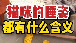 Mengulas berbagai makna dari berbagai posisi tidur kucing, kucingmu termasuk yang mana?