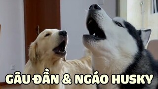 Nên Nuôi Husky Hay Gâu Đần ? Ngáo Và Đần Ai Thông Minh Hơn ? | Yêu Lu