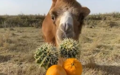 Seberapa keras mulut unta?