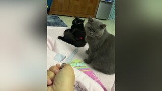 Mày giỡn mặt t hả sen! Nó lườm t rồi đó thấy chưa? tik tiktokvietnam Love j4f funny cute cat meow mèo catlover