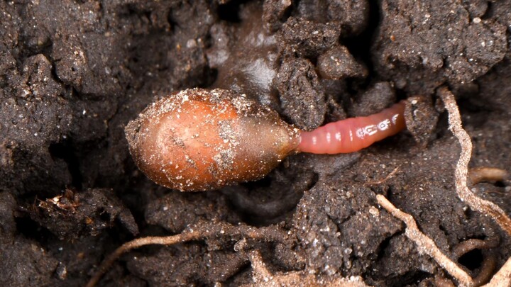 Earthworms actually hatched from eggs. The reproduction process is so interesting!