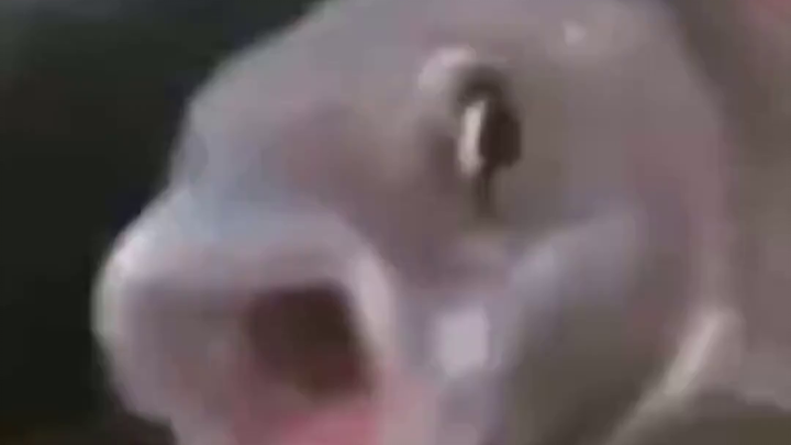 Giáo dục kiểu Tân Trung Hoa: Con cái là người vận chuyển đồ ăn ngon