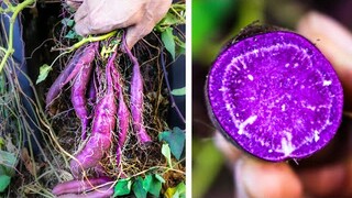 Purple Sweet Potato Growing in 172 Days Time Lapse