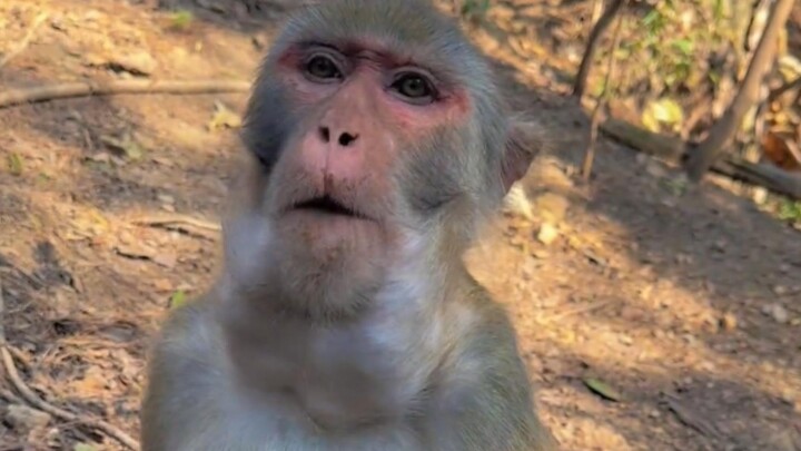 Monkey Brother: I’m swallowing a lemon!