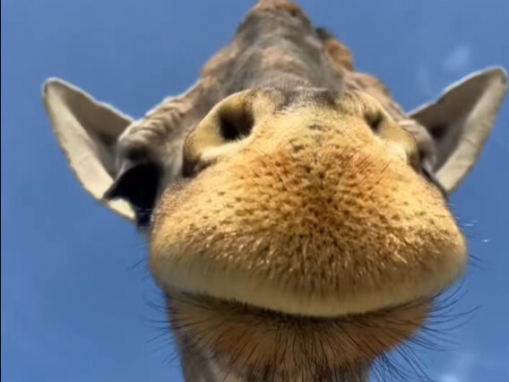 ยีราฟ ใครบ้างล่ะที่ไม่ใช่เด็กน้อยน้ำหนักกว่า 50 กิโลกรัม