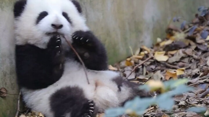 [Panda] A close-up video of panda Hehua