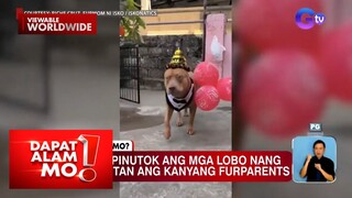 Aso, pinutok ang mga lobo nang magkulitan ang kanyang fur parents! | Dapat Alam Mo!