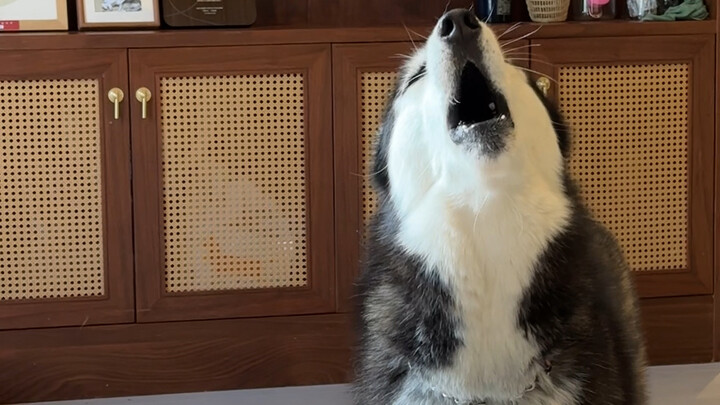 الجرو لا يريد الاستماع، الجرو غاضب