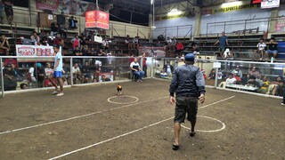 Straight Boston (Win-66K Bayong)  @Mendez Cockpit Arena #iGMGamefowl