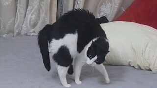 It perfectly matches people's stereotype of a milk-cow cat.