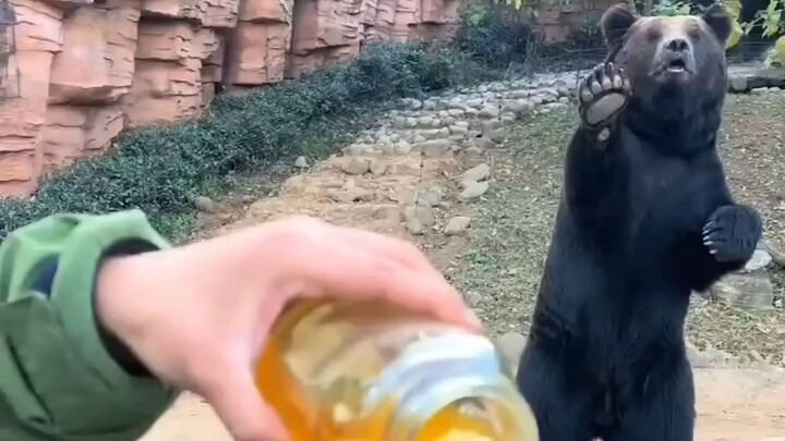 How Clever Can a Bear Be? Watch What Happens When It Sees Honey!