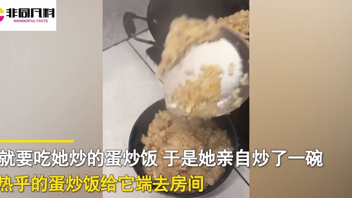 Owner makes scrambled eggs and fried rice for the Husky, sets up a separate room to prevent house de