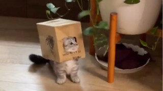 Kotak Kucing