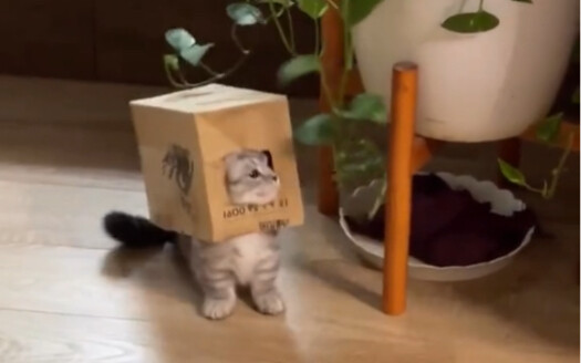 Cat Box