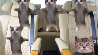 【มีมแมว】ตอนที่ฉันชักธงชาติกลับหัวต่อหน้าคนทั้งโรงเรียน